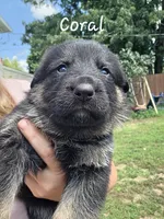 Coral (Standard coat), a female German Shepherd Dog for sale in Kokomo, IN – 7 of 7