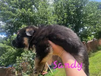 Sandy (Standard coat), a female German Shepherd Dog for sale in Kokomo, IN – 7 of 7