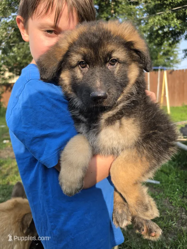 Pearl (Long hair) – German Shepherd Dog puppy for sale in Kokomo, IN