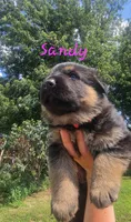 Sandy (Standard coat), a female German Shepherd Dog for sale in Kokomo, IN – 6 of 7