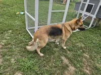 Pearl (Long hair), a female German Shepherd Dog for sale in Kokomo, IN – 4 of 5