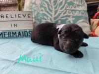 Maui, a male German Shepherd Dog for sale in Kokomo, IN – 2 of 6