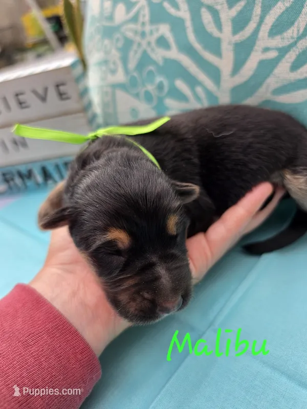 Malibu – German Shepherd Dog puppy for sale in Kokomo, IN