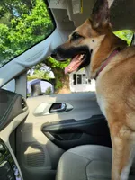 Maui, a male German Shepherd Dog for sale in Kokomo, IN – 4 of 6