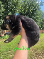 Malibu (Long Hair), a male German Shepherd Dog for sale in Kokomo, IN – 7 of 7