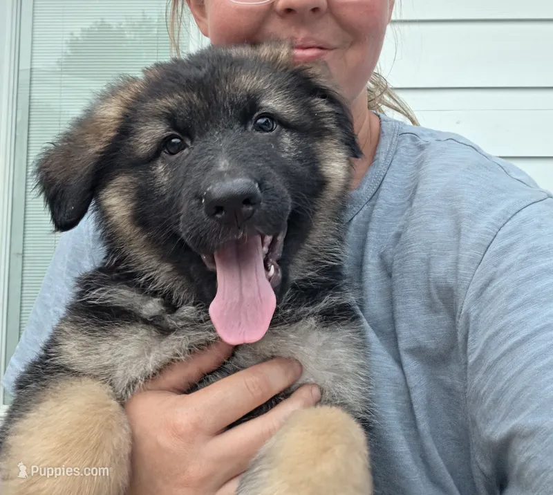 Pearl (Long hair) – German Shepherd Dog puppy for sale in Kokomo, IN