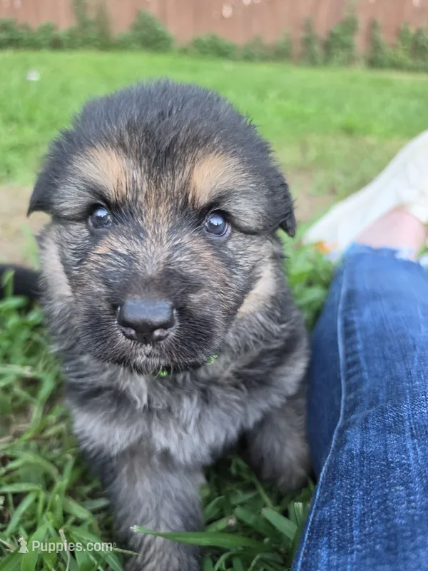 Malibu (Long Hair) – German Shepherd Dog puppy for sale in Kokomo, IN