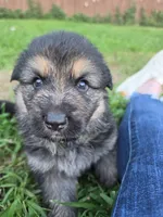 Malibu (Long Hair), a male German Shepherd Dog for sale in Kokomo, IN – 1 of 7