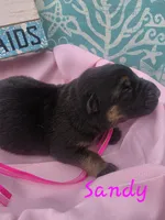 Sandy, a female German Shepherd Dog for sale in Kokomo, IN – 2 of 3