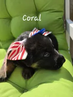 Coral (Standard coat), a female German Shepherd Dog for sale in Kokomo, IN – 3 of 7