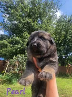Pearl (Long Hair), a female German Shepherd Dog for sale in Kokomo, IN – 7 of 7