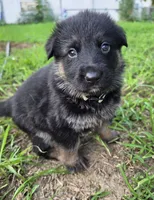 Coral (Standard coat), a female German Shepherd Dog for sale in Kokomo, IN – 1 of 7