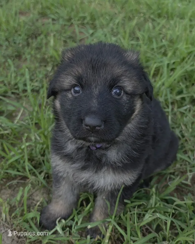 Pearl (Long Hair) – German Shepherd Dog puppy for sale in Kokomo, IN