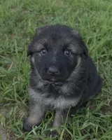 Pearl (Long Hair), a female German Shepherd Dog for sale in Kokomo, IN – 1 of 7