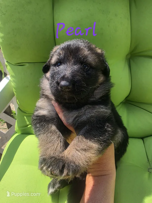 Pearl – German Shepherd Dog puppy for sale in Kokomo, IN