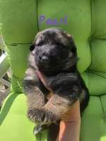 Pearl (Long Hair), a female German Shepherd Dog for sale in Kokomo, IN – 2 of 7