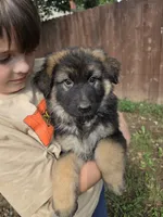 Pearl (Long hair), a female German Shepherd Dog for sale in Kokomo, IN – 2 of 5