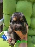 Malibu (Long Hair), a male German Shepherd Dog for sale in Kokomo, IN – 2 of 7