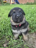 Sandy (Standard coat), a female German Shepherd Dog for sale in Kokomo, IN – 1 of 7