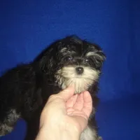 Sasha-REDUCED PRICE, a female Morkie for sale in Russell Springs, KY – Photo 4 of 6