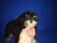 Sasha-REDUCED PRICE, a female Morkie for sale in Russell Springs, KY – Photo 4 of 6