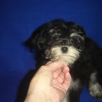 Sasha-REDUCED PRICE, a female Morkie for sale in Russell Springs, KY – Photo 1 of 6