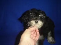 Sasha-REDUCED PRICE, a female Morkie for sale in Russell Springs, KY – Photo 1 of 6
