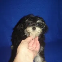 Sasha-REDUCED PRICE, a female Morkie for sale in Russell Springs, KY – Photo 3 of 6