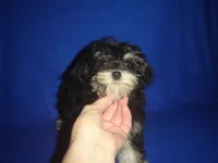 Sasha-REDUCED PRICE, a female Morkie for sale in Russell Springs, KY – Photo 3 of 6