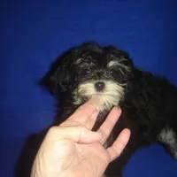 Sasha-REDUCED PRICE, a female Morkie for sale in Russell Springs, KY – Photo 2 of 6