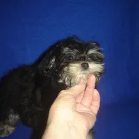 Sasha-REDUCED PRICE, a female Morkie for sale in Russell Springs, KY – Photo 6 of 6