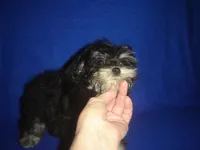 Sasha-REDUCED PRICE, a female Morkie for sale in Russell Springs, KY – Photo 6 of 6