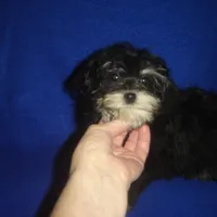 Sasha-REDUCED PRICE, a female Morkie for sale in Russell Springs, KY – Photo 5 of 6