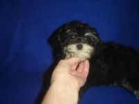 Sasha-REDUCED PRICE, a female Morkie for sale in Russell Springs, KY – Photo 5 of 6