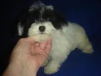 Wyatt, a male Yorkipoo for sale in Russell Springs, KY – Photo 5 of 5