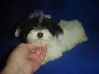 Wyatt, a male Yorkipoo for sale in Russell Springs, KY – Photo 3 of 5