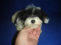 Wyatt, a male Yorkipoo for sale in Russell Springs, KY – Photo 4 of 5