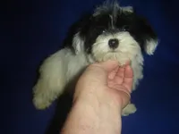 Wyatt, a male Yorkipoo for sale in Russell Springs, KY – Photo 2 of 5