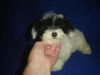 Wyatt, a male Yorkipoo for sale in Russell Springs, KY – Photo 1 of 5