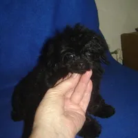 Tiara, a female Poodle - Toy  for sale in Russell Springs, KY – Photo 5 of 6