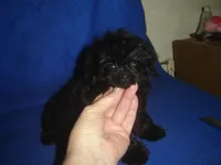 Tiara, a female Poodle - Toy  for sale in Russell Springs, KY – Photo 5 of 6