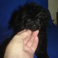 Tiara, a female Poodle - Toy  for sale in Russell Springs, KY – Photo 4 of 6