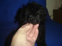 Tiara, a female Poodle - Toy  for sale in Russell Springs, KY – Photo 4 of 6