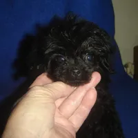 Tiara, a female Poodle - Toy  for sale in Russell Springs, KY – Photo 3 of 6