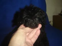 Tiara, a female Poodle - Toy  for sale in Russell Springs, KY – Photo 3 of 6