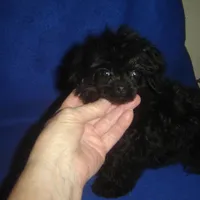 Tiara, a female Poodle - Toy  for sale in Russell Springs, KY – Photo 2 of 6