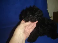 Tiara, a female Poodle - Toy  for sale in Russell Springs, KY – Photo 2 of 6