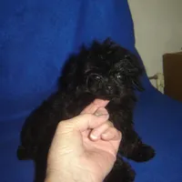 Tiara, a female Poodle - Toy  for sale in Russell Springs, KY – Photo 6 of 6