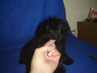 Tiara, a female Poodle - Toy  for sale in Russell Springs, KY – Photo 6 of 6