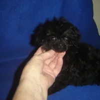 Tiara, a female Poodle - Toy  for sale in Russell Springs, KY – Photo 1 of 6